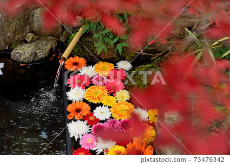 Gerbera floating in Tsukubai 73476342
