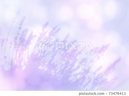 Lavender silhouette swaying in the gentle breeze of early summer 73476411