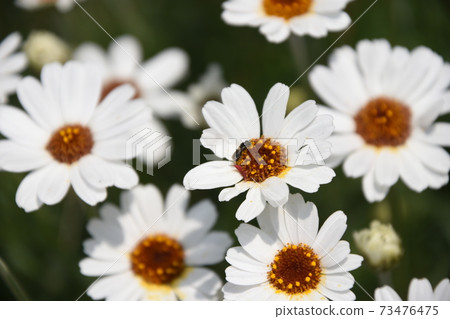 Flowers Flowers 73476475