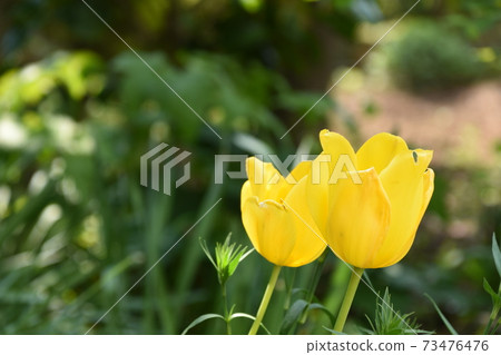 Tulip 73476476