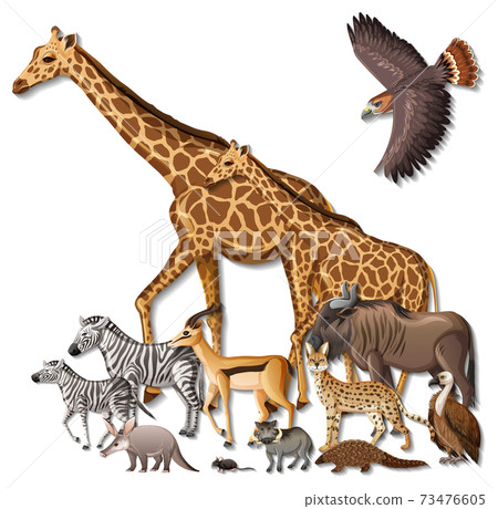 Group of wild African animals on white background 73476605