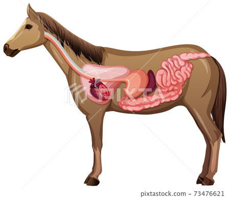 Internal Anatomy of a Horse isolated on white background 73476621