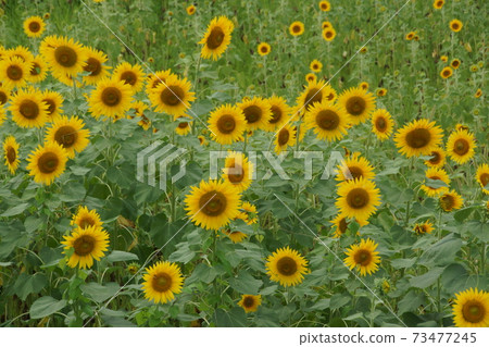 Sun Flower Sun Flower 73477245