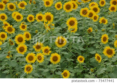 Sun Flower Sun Flower 73477441