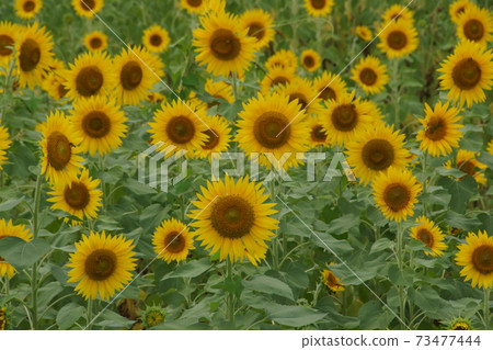Sun Flower  73477444