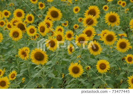 Sun Flower Sun Flower 73477445