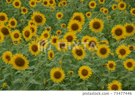 Sun Flower Sun Flower 73477446