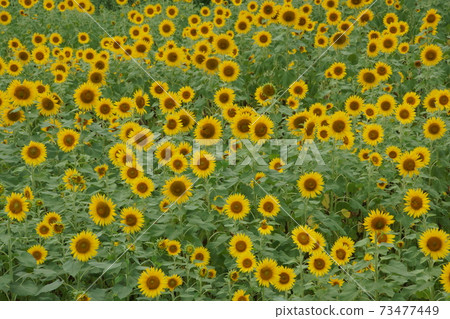 Sun Flower Sun Flower 73477449