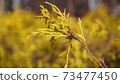 Plants in the winter park 73477450