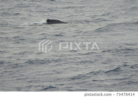 鯨魚的背鰭（海/沖繩縣附近的界良島） 73478414