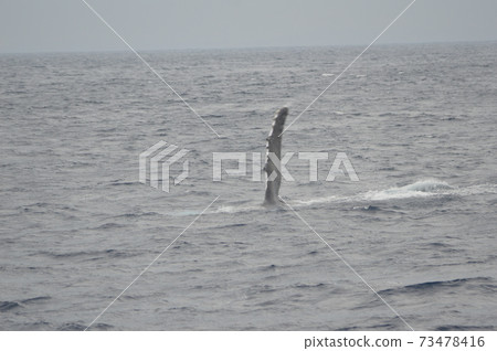 The humpback whale 'Pex wrap' (the action to hit the sea surface with the chest billet) (Kerama Islands Kinkai / Okinawa Prefecture) 73478416