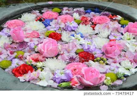 Petals (Hanademizu) drawn down in the basin (Kaijiji Temple (Ji Sokuji) / 256, Yazu, Kawasu-cho, Shizuoka Prefecture) 73478417