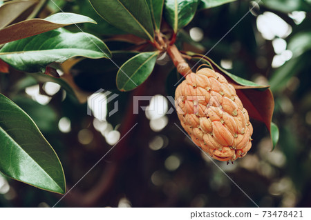 Magnolia cone on branch with green leaves Magnolia cone on branch with green leaves 73478421