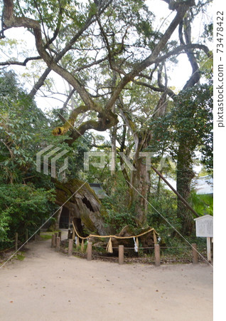 Natural monument "Nogen Houshi Rain Begging Kusunoki" (Oyamazumi Shrine / Miyaura, Omishima Town, Imabari City, Ehime Prefecture) 73478422