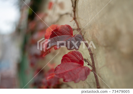 Red leaves of vines 73479005