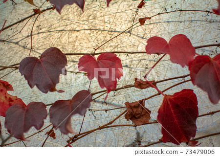 Red leaves of vines 73479006