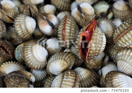 cockles cockles 73479193