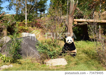 Panda Forest and Lily Panda Forest and Lily 73479495