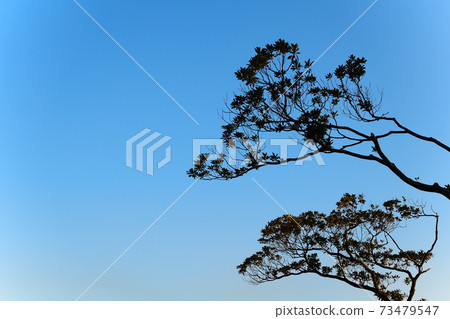 樹的輪廓 73479547