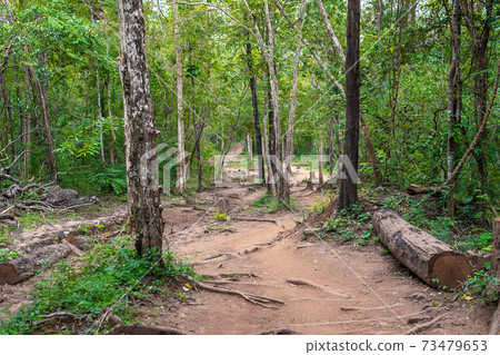 Forest path Up on Phu Kradueng, Thailand. 73479653