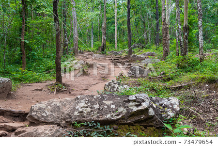 Forest path Up on Phu Kradueng, Thailand 73479654