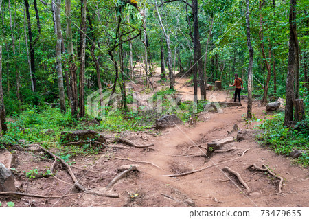 Forest path Up on Phu Kradueng, Thailand Forest path Up on Phu Kradueng, Thailand 73479655