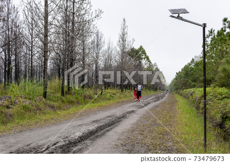 Tourist trekking in forest, pine tree at Phu kradueng mountain in Loei thailand Tourist trekking in forest, pine tree at Phu kradueng mountain in Loei thailand 73479673