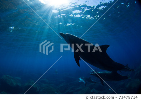 海豚 海豚 73479714