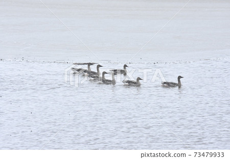 Bean goose swimming in the snow 73479933