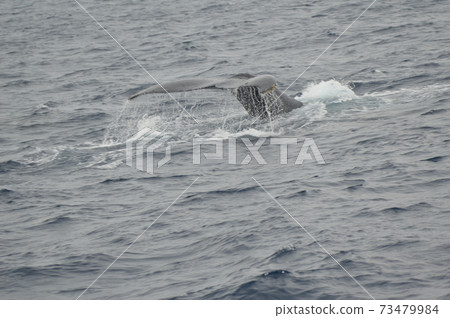 The tail of a humpback whale trying to dive (Kerama Islands near the sea / Okinawa Prefecture) 73479984