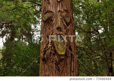 A tree that looks like the face of Amanoiwato Shrine 73480484