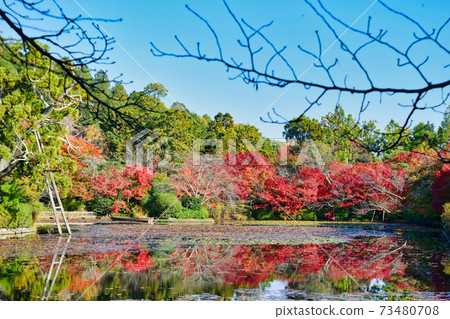 Kyoyo Pond at Ryoanji Temple with beautiful autumn colors in Kyoto 73480708