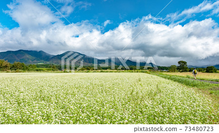 Hiruzen Highlands Autumn image Hiruzen Highlands Autumn image 73480723