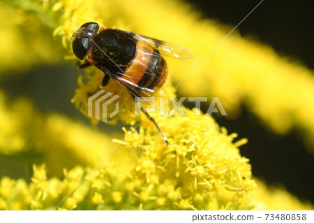 Perched on the yellow flower of Solidago altissima 73480858