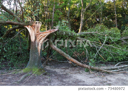 Fallen tree 01 73480972