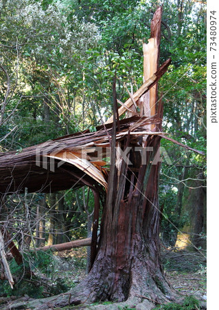 Fallen tree 03 Fallen tree 03 73480974