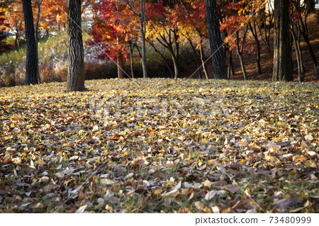 Fallen leaves on the ground Fallen leaves on the ground 73480999