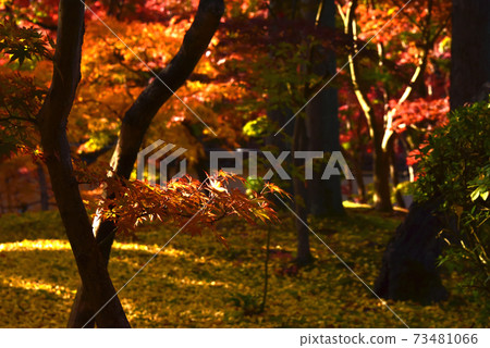 京都永觀堂的秋葉 京都永觀堂的秋葉 73481066