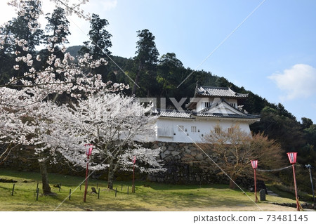 春天的Izushi城堡和櫻花 春天的Izushi城堡和櫻花 73481145