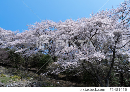 櫻花 櫻花 73481456