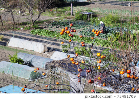 Mountain village field, late autumn color, Ome City, Tokyo, November Mountain village field, late autumn color, Ome City, Tokyo, November 73481709