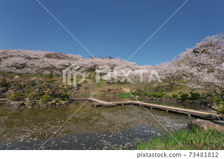 《Okayama Prefecture》 On a sunny day, the scenery of the spring seed Matsuyama Park Nishienchi 73481812