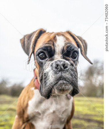 funny face 9 months old purebred golden puppy german boxer dog closeup funny face 9 months old purebred golden puppy german boxer dog closeup 73482060