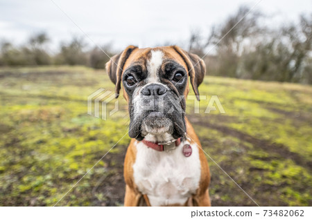 funny face 9 months old purebred golden puppy german boxer dog closeup funny face 9 months old purebred golden puppy german boxer dog closeup 73482062