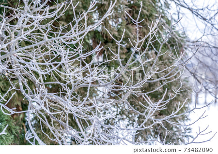 Trees that freeze in the morning below zero 73482090