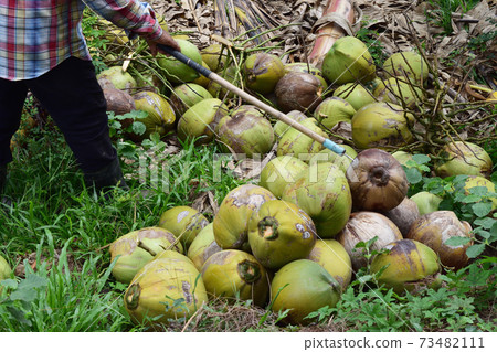 Farmer use agricultural tool to select coconut fruit on land , Tropical fruits are nutritious and taste good , Thailand Farmer use agricultural tool to select coconut fruit on land , Tropical fruits are nutritious and taste good , Thailand 73482111