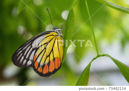 butterfly, insect, leaf 73482114