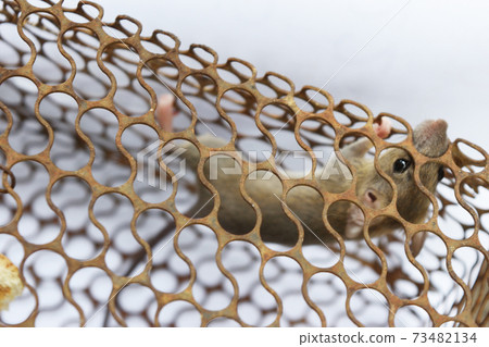 Rat in cage mousetrap on white background, Mouse finding a way out of being confined, Trapping and removal of rodents that cause dirt and may be carriers of disease, Mice try to find freedom Rat in cage mousetrap on white background, Mouse finding a way out of being confined, Trapping and removal of rodents that cause dirt and may be carriers of disease, Mice try to find freedom 73482134