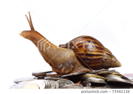 Brown snail climb up to the top of the pile of coins on white background, Travel up the mountain of money , Business and finance , Victory and success from patience ,Slow economic growth Brown snail climb up to the top of the pile of coins on white background, Travel up the mountain of money , Business and finance , Victory and success from patience ,Slow economic growth 73482136