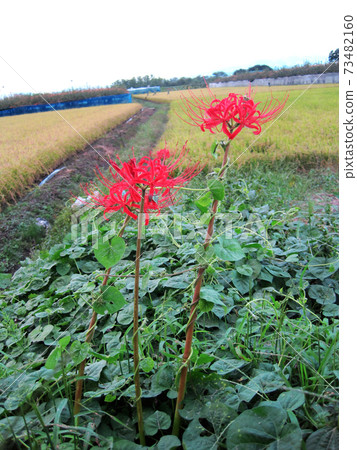 Ivy of Houttuynia cordata entwined with cluster amaryllis Ivy of Houttuynia cordata entwined with cluster amaryllis 73482160
